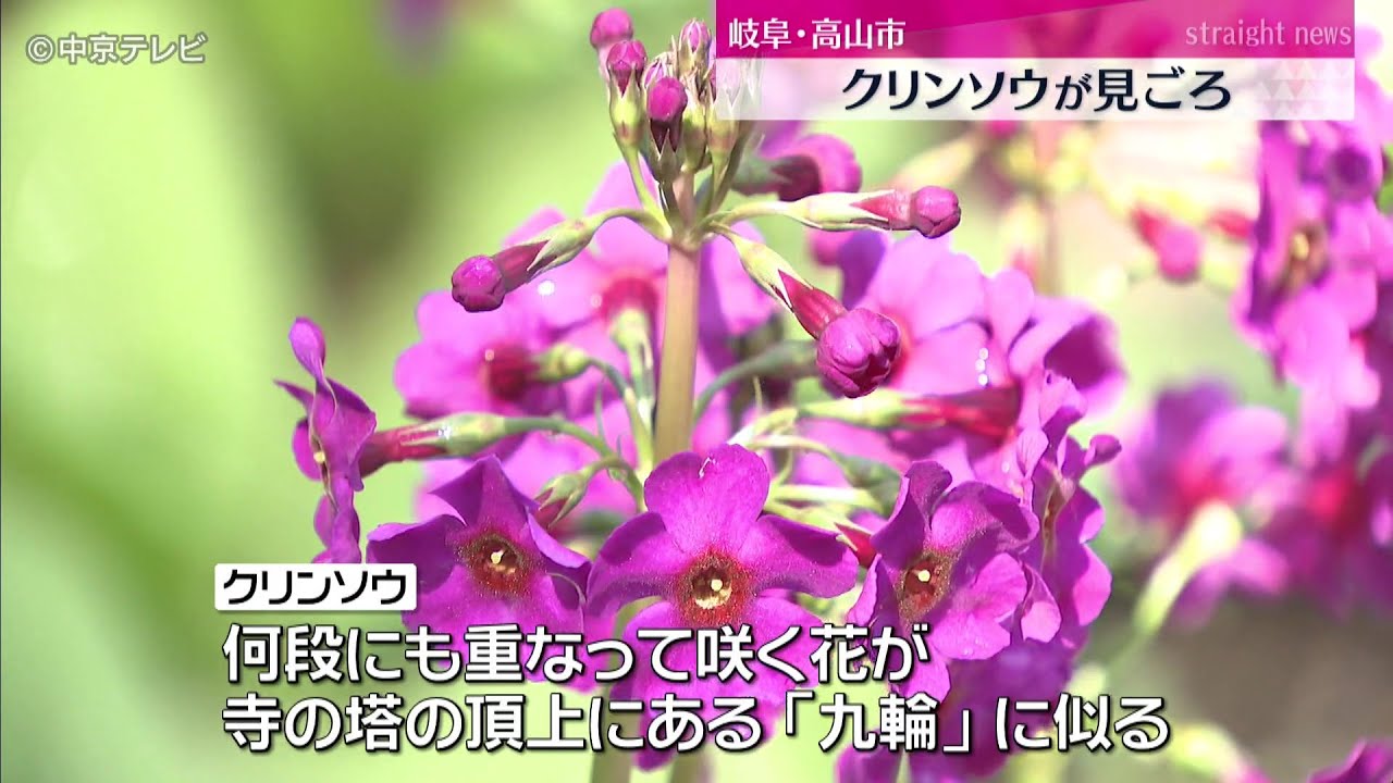 色鮮やかな約15万本の「クリンソウ」が見ごろ 岐阜・高山市 - YouTube