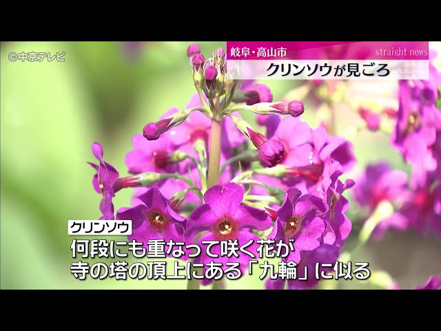 色鮮やかな約15万本の「クリンソウ」が見ごろ 岐阜・高山市 - YouTube