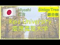 到日吉慶應義塾大学賞金黃色的銀杏樹 Go to Keio University Hiyoshi Campus watch golden Ginkgo Tree【Ginkgo season 銀杏季節】