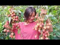 Plucking and eating lychee with my friends |sagi