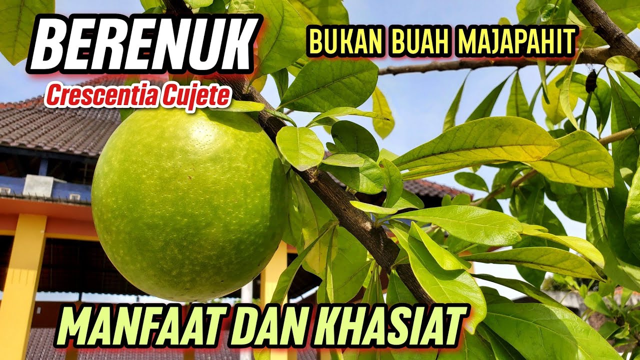 MANFAAT BERENUK UNTUK KESEHATAN | Crescentia cujete 