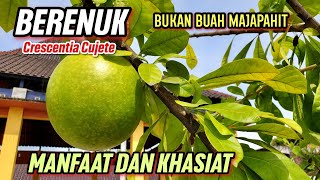 MANFAAT BERENUK UNTUK KESEHATAN | Crescentia cujete #berenuk #crescentiacujete