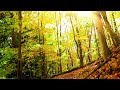 Beautiful Relaxing Sleep Music: Soothing Piano, Fall Asleep Fast, Stress Relief, Meditation Music