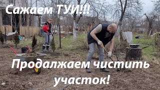 Сажаем туи, продолжаем чистить заросший участок №2