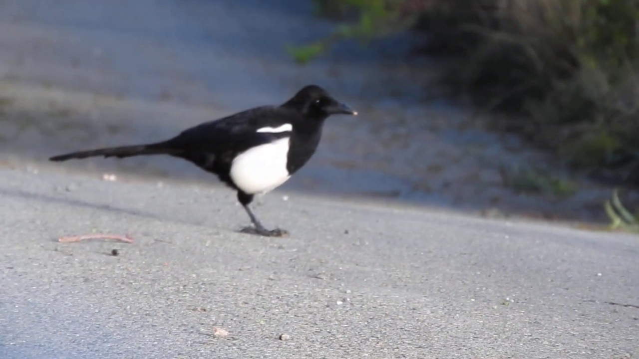 Birds of Saudi Arabia: Asir Magpie 