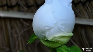 قل يتوفاكم ملك الموت الربع السادس من الجزء الحادي والعشرون من سورة السجدة الحصري المعلم للقران 🌿