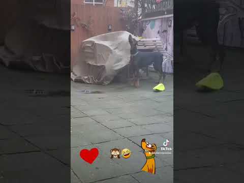 Nein es ist nicht windig Dobermann Cloe