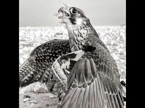 عايض بن غيده جفاني النشيد