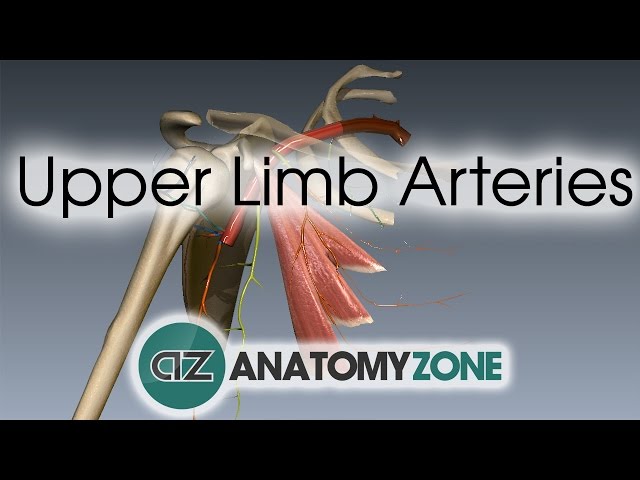 Upper Limb Arteries - Arm and Forearm - 3D Anatomy Tutorial class=