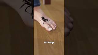 This Spider Can Bite Through Your Toenail 😱 | Nature’s Tiny Monster