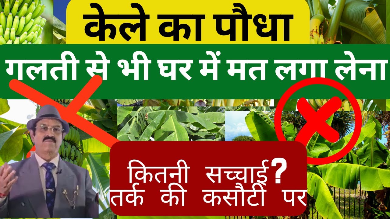 एक पौधा रातोंरात बदल दे किस्मत banana plant benefits, should I have