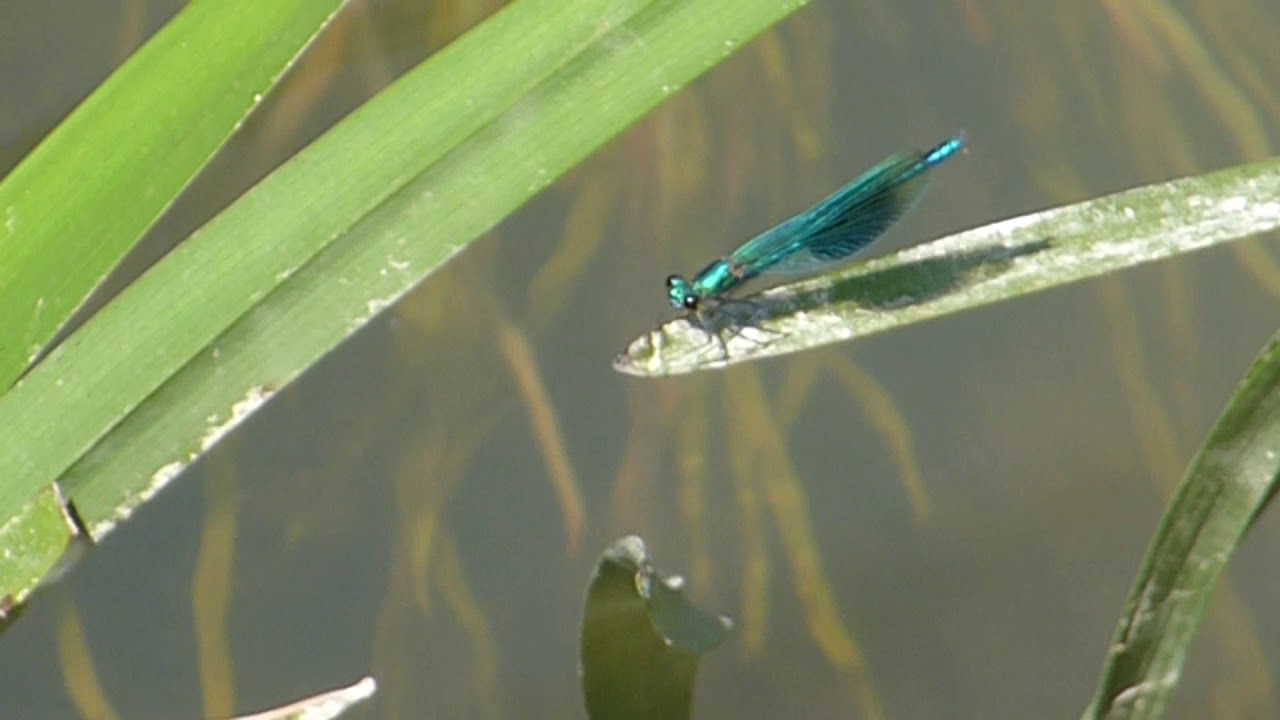 Beautiful Demoiselles - Calopteryx virgo - Meyjarfluga - Vogvængjur - Vatnaskordýr