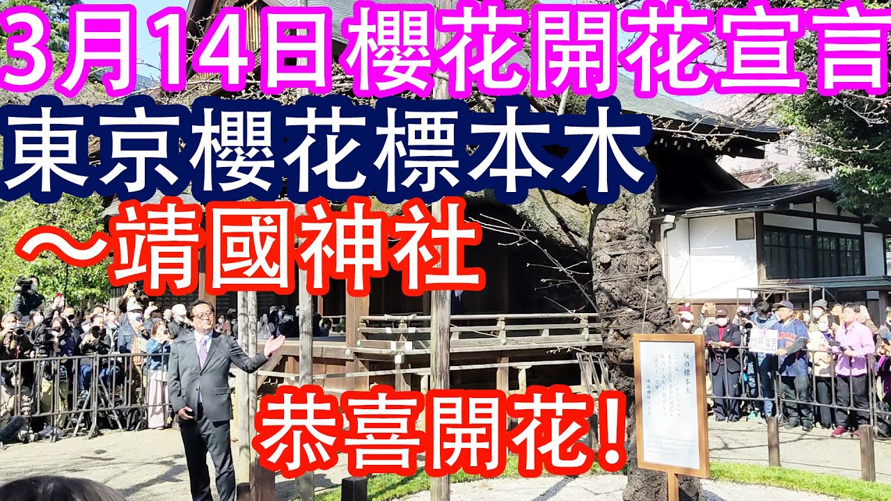 恭喜櫻花開花！3月14日東京櫻花開花宣言！～靖國神社的東京標本木。氣象廳宣言了。很多觀衆，很多媒體，一種日本儀式？/ 3月14日東京の桜の開花宣言。靖国神社、東京桜標本木。気象庁職員が桜の開花を宣言。