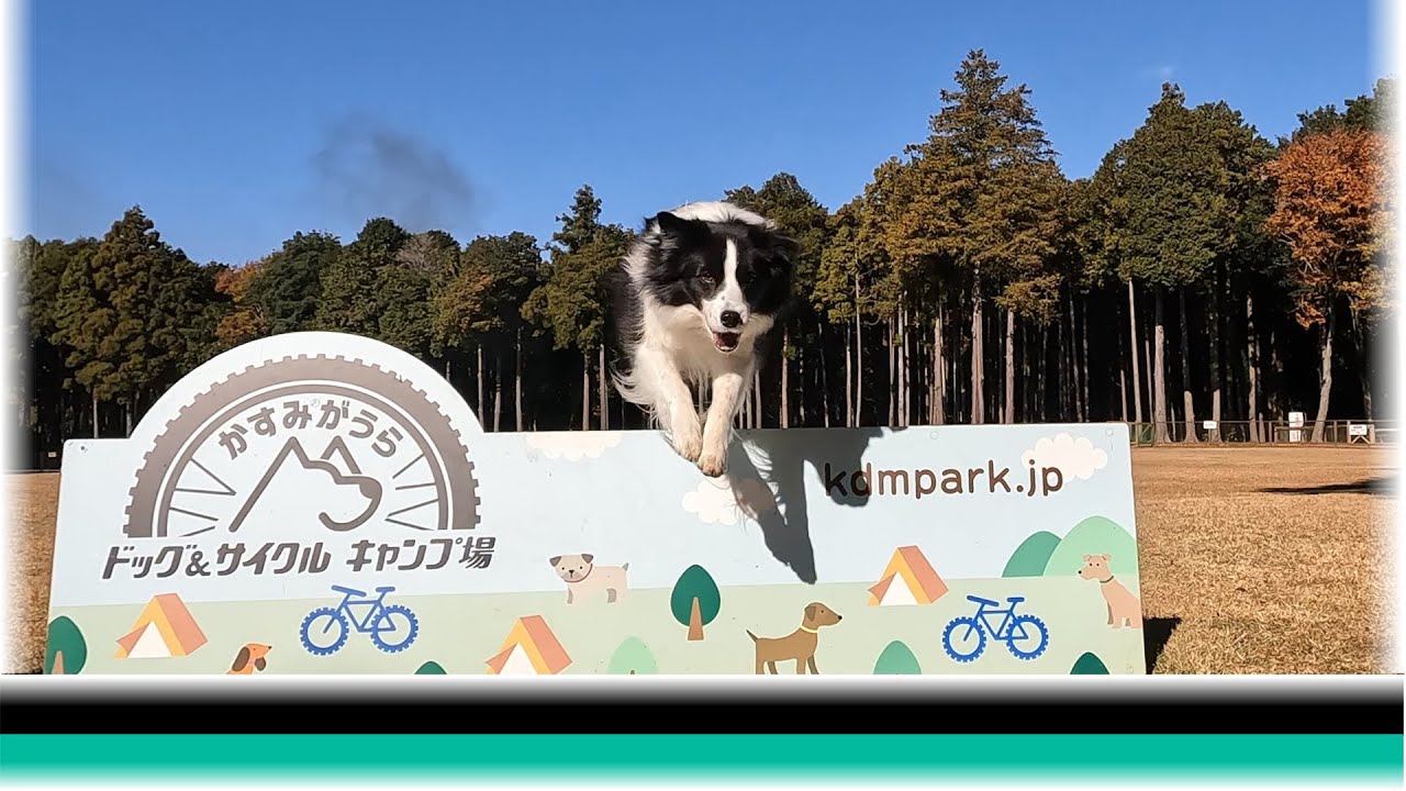 かすみがうらドッグ＆サイクルキャンプ場でそれぞれなボーダーコリー達【保護犬5年目】