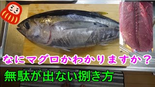 ダルママグロってなんの若マグロかわかりますか？。マグロの若魚はキメが細かく舌触りが良いのが特徴、100均包丁だけで無駄が出ない捌き方でイロイロな食べ方。＃ダルママグロ　＃メバチマグロ　＃100均包丁