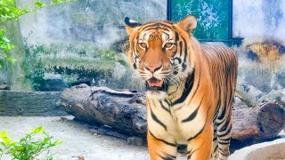 Thăm sở thú Sài Gòn 2021 - Tất cả các loài động vật trong Thảo Cầm Viên (Saigon Zoo 2021)