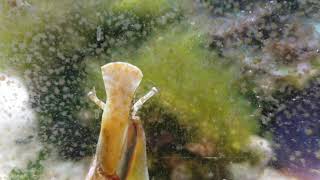 Strawberry conch radula and foot | wildlife short clips | zoology 1