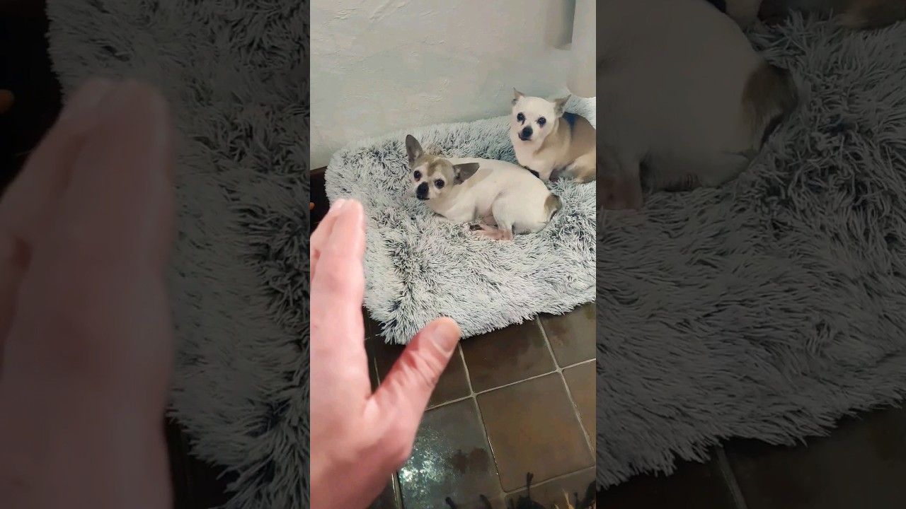 No Cuddling with angry chihuahuas for today ? #angrychihuahua #chihuahuaangry #youtubeshort