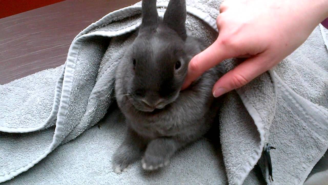 Rabbit at the vet YouTube