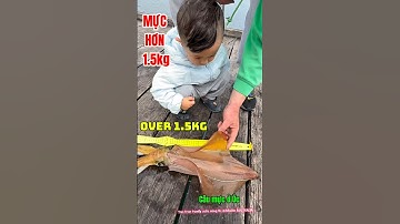 Câu mực ở Úc: con mực hơn 1.5kg #squidfishing #squid #fishing #fishingaustralia #australia