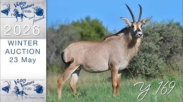 26 4/8" Y 169 @ 4y 5m