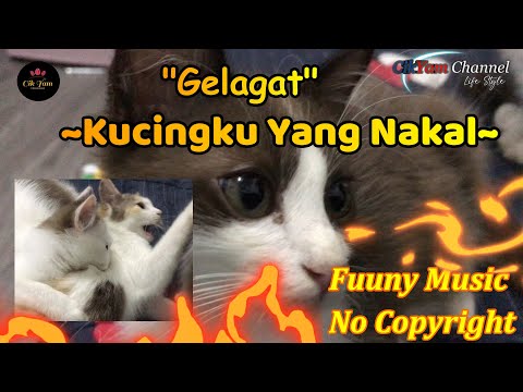 Gelagat kucingku nakal / Comedy Background Music No Copyright