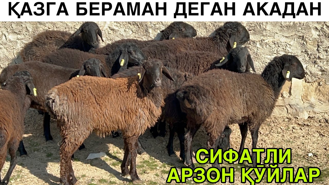 ҚАРЗЧИ АКАДАН АРЗОНИ. ☎️+998979540478