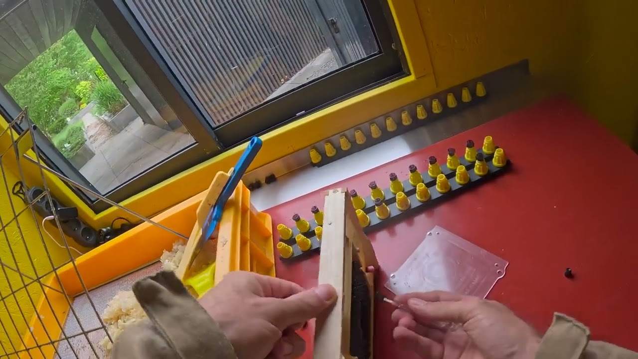 Wychów metodą jentera. Dzień 4. Przekładamy larwy