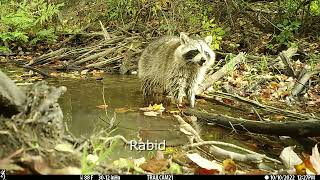Rabid Raccoon vs. Healthy Raccoon