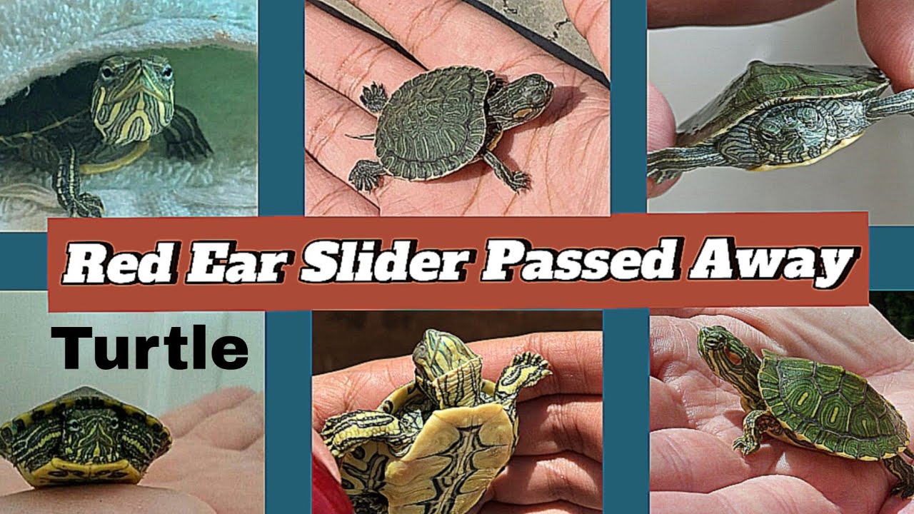 My Red Ear Slider Turtle Passed Away | A Heartfelt Goodbye ...