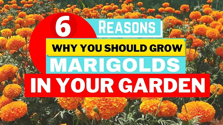6 Reasons Why You Should Grow Marigolds in your Ga...