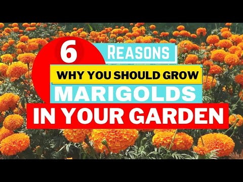 6 Reasons Why You Should Grow Marigolds🏵️ in your Garden