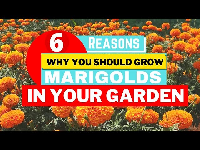 Grow Marigolds In Your Garden