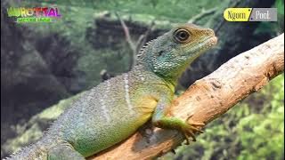 SURAH AL MUZAMMIL MUHAMMAD THAHA AL JUNAYD VERSI BINATANG 2021