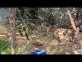Sparrows enjoying their morning meal ♥️
