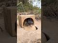 Really good bird trap using cardboard box with hole #shorts
