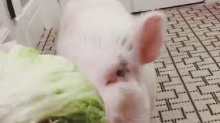 9GAG CUTE Piggy eating lecttuce just vegetarian 9GAG CUTE Piggy eating lecttuce just vegetarian