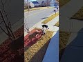 Intense Security Cam Footage Shows Pitbull Clashing With Two Dobermans #shortsviral #omg #crazy