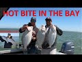 *HOT BITE* Halibut Trolling in the SF BAY AREA & PB Striped Bass