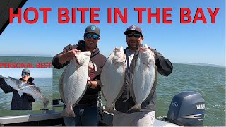 *HOT BITE* Halibut Trolling in the SF BAY AREA & PB Striped Bass