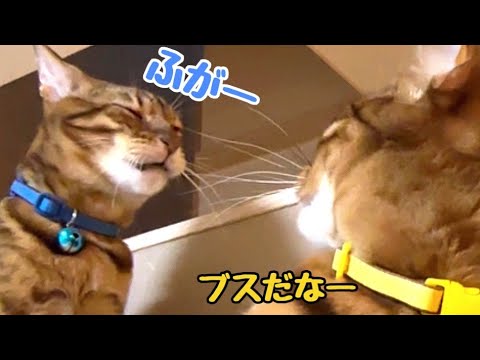 急に変顔かましてくる猫さんのブス可愛さに萌えます