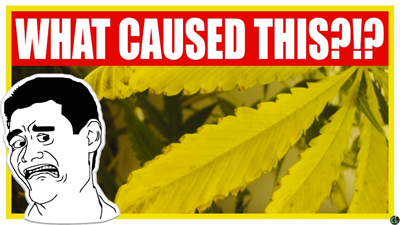 YELLOWING CANNABIS LEAVES? One of These Things is Causing It!