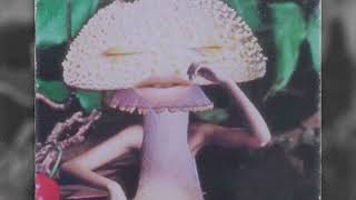 CreativeBoi - Mushroom Trip