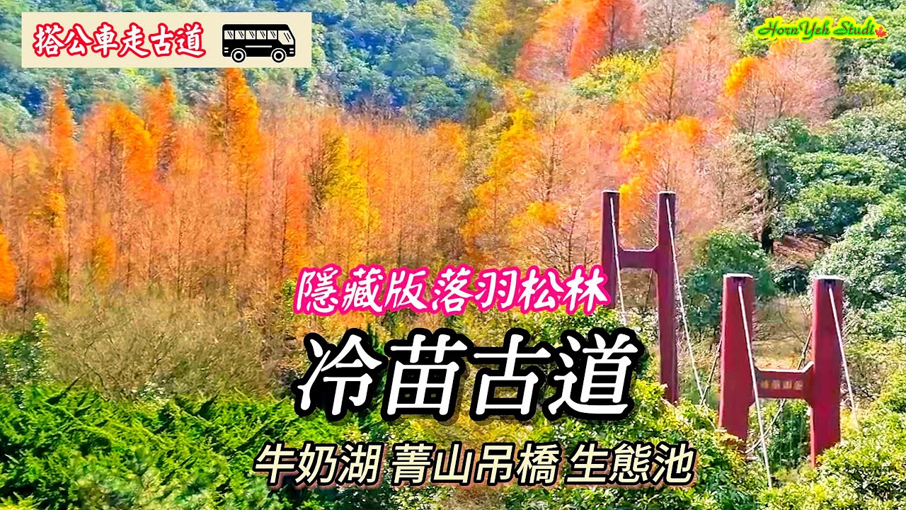 隱藏在這裡的落羽松林紅了 | 冷苗古道 先訪牛奶湖 菁山吊橋 生態池 The bald pine forest hidden here has turned red, Yangmingshan