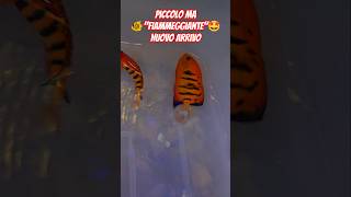 #newmusic #acquario #fish #reeflife #reeflife #acquarium #reef #fishtank #aquariumfish