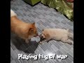 Chow chow puppies playing tug of war