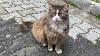 Cute street cats with beautiful eyes and fur. I gave them food.