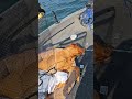 Spending time with my dog on the boat!