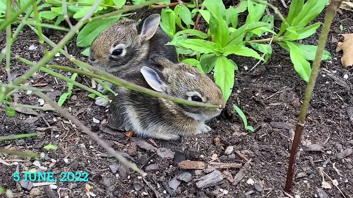 Baby Bunnies Leave the Nest, and Mom Takes a Break