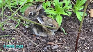 Baby Bunnies Leave the Nest, and Mom Takes a Break